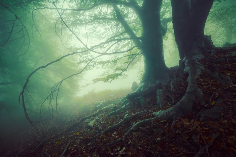 Herbststimmung am Rande des Nationalpark Val Grande in stimmungsvollem Nebel