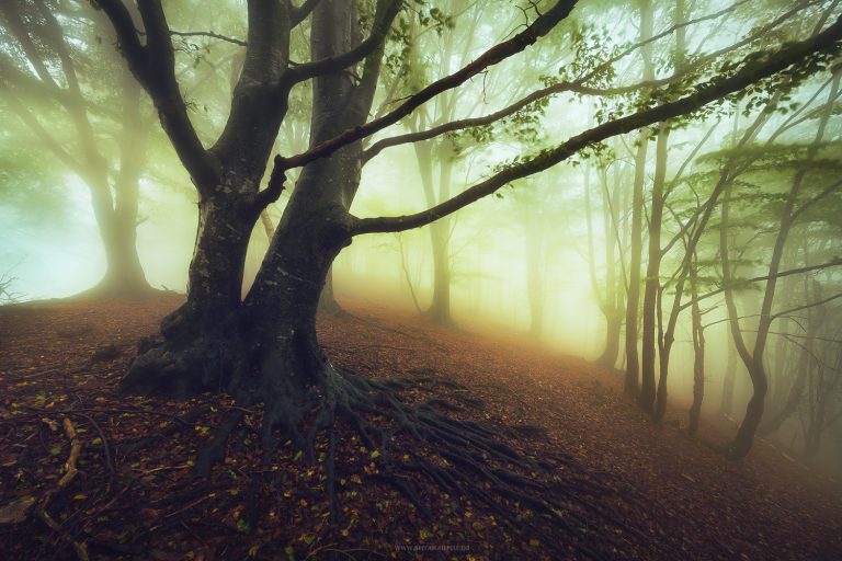 Herbststimmung am Rande des Nationalpark Val Grande in stimmungsvollem Nebel