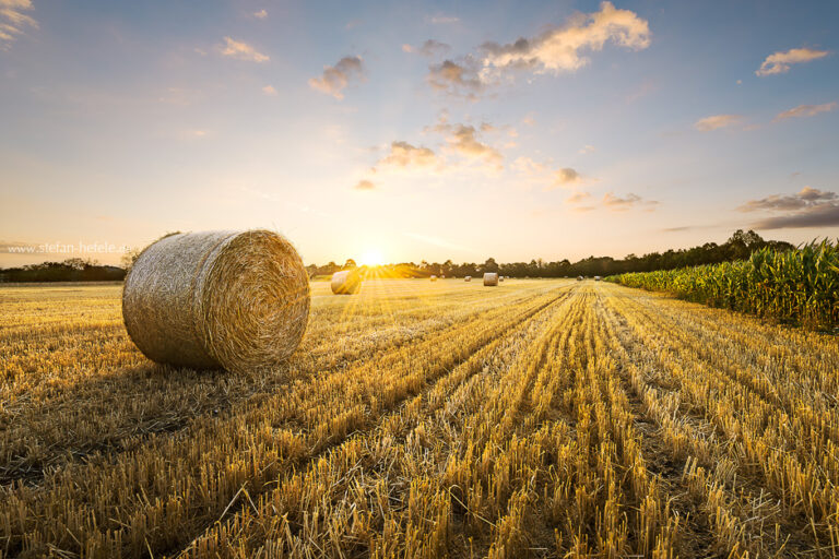 Gold, Straw, Bales, Harvest, August, Sun, Backlight, Rays, Morning, Sky, Clouds