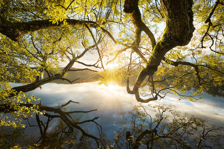 Gold, Morgen, Äste, Wasser, See, Fünfseenland, Sonne, Gegenlicht, Stimmung, gelb