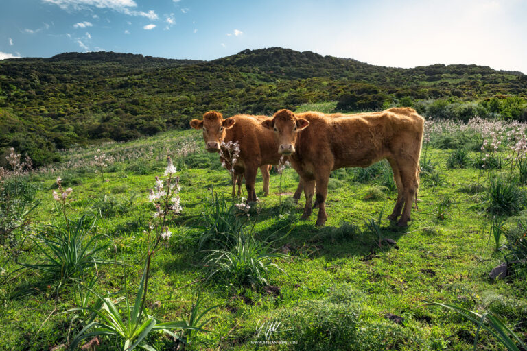 Landschaftsbilder Sardinien - Landschaftsfotografie