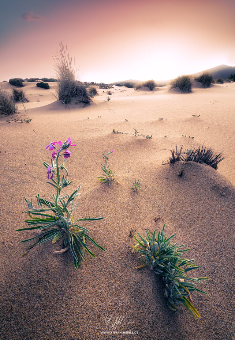 Dune landscape in the glistening sunrise light at the west coast of Sardinia at the Costa Verde with flower in the foreground