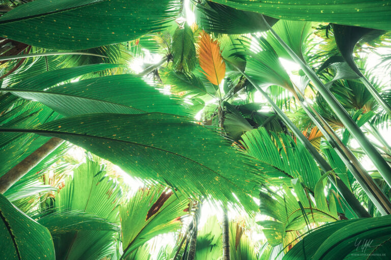 Landschaftsbilder Seychellen - Landschaftsfotografie