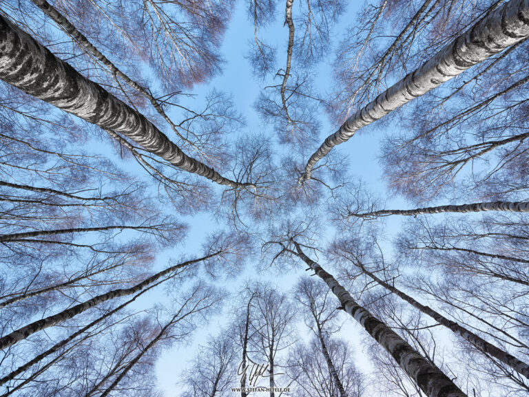 View upwards in the birch forest taken with 80MP Phase One medium format