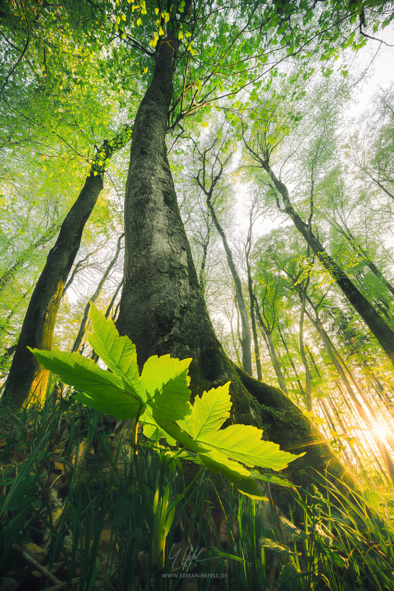 Landscapes from home Stefan Hefeles - Landscape Photography