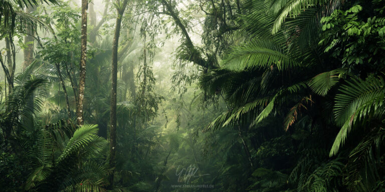 Tropical rainforest in the fog in Yunque National Park on Puerto Rico