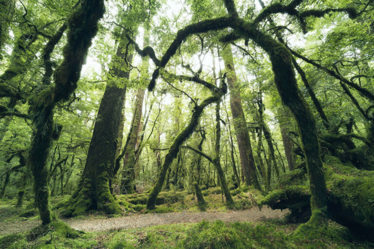 Landscapes New Zealand - Landscape Photography