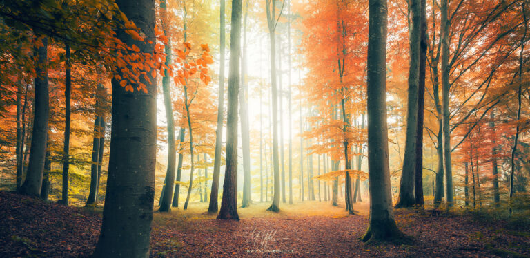 Autumn in the Augsburg Western Forests Nature Park