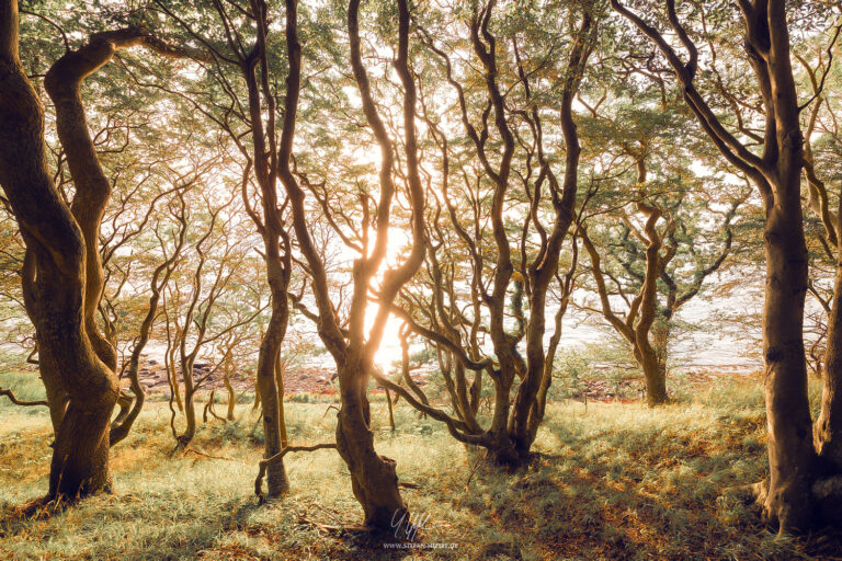 Landschaftsbilder Dänemark - Landschaftsfotografie