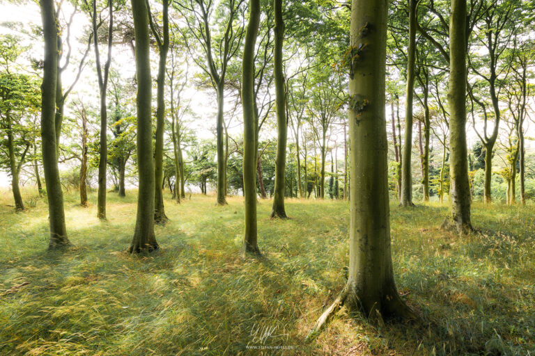 Forest on the Rosnaes Peninsula in Denmark in summer light