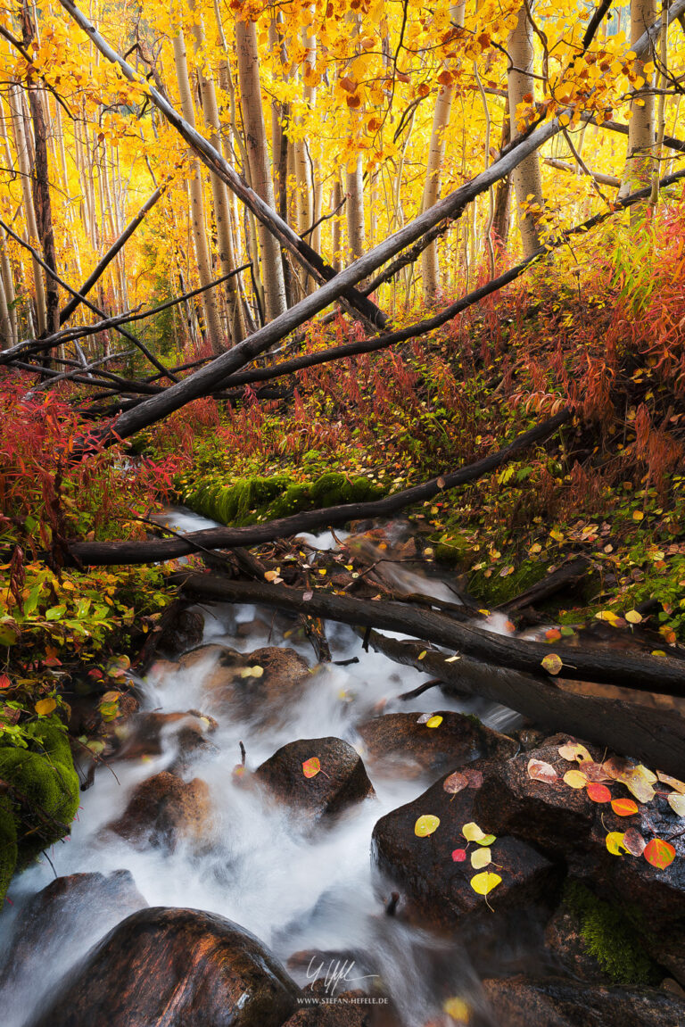USA, America, Colorado, Aspen, birches, forest, stream, water, wild, colors, leaves, mood, light, autumn, red, yellow, orange, green, rustle, Stefan, Hefele, photography, landscape, portrait, D800E