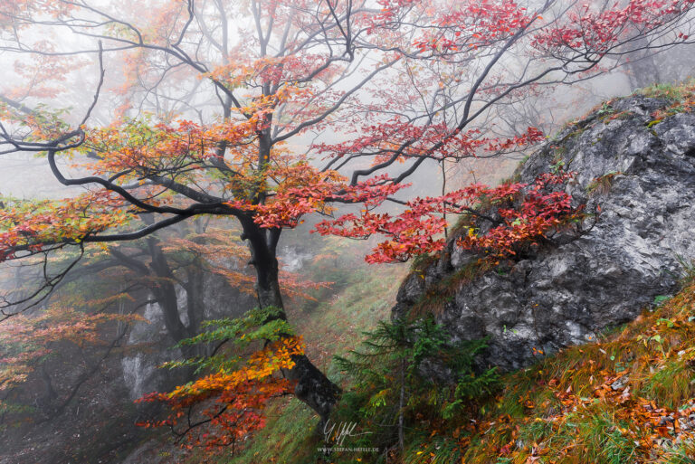 Carpathian Mountains