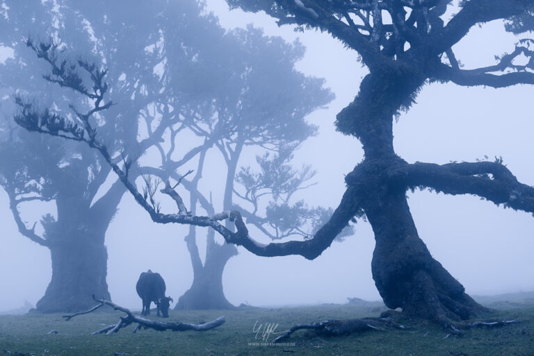 Landschaftsbilder Madeira - Portugal - Landschaftsfotografie