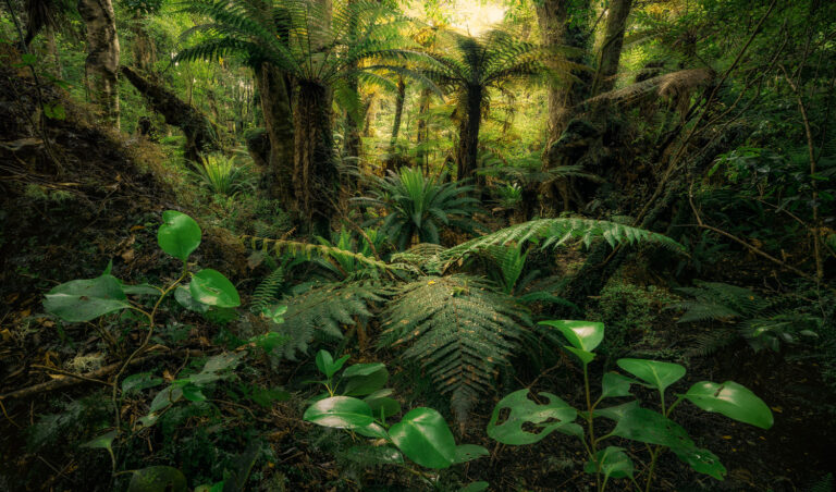 Landschaftsbilder Neuseeland - Landschaftsfotografie