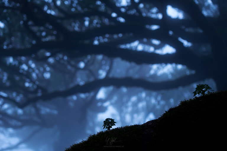 Landschaftsbilder Madeira - Portugal - Landschaftsfotografie