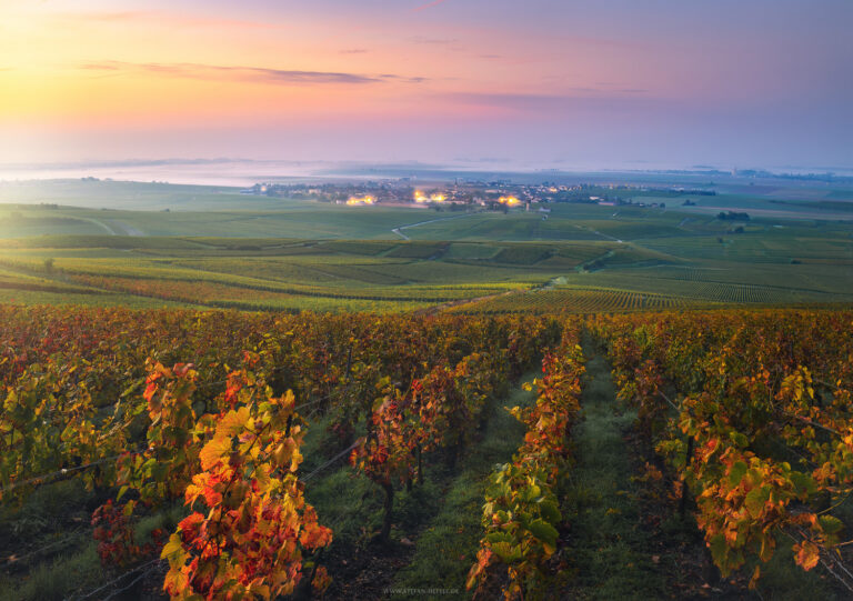 Vineyard in Champagne, France, early in the morning in early autumn, with a picturesque atmosphere