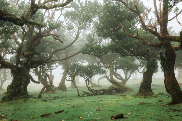 Misty Beasts - Gnarled Laurel Trees in the Fantastic Forest of Fanal in Madeira