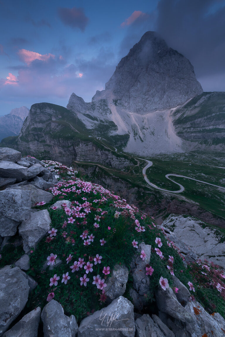 View of the Mangart in Slovenia with flowers in the foreground in the purple light of the blue hour