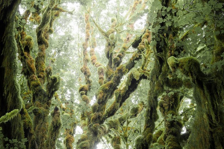 Intimate forest scene in Olympic National Park