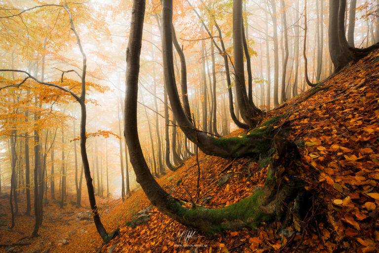 Carpathian Mountains