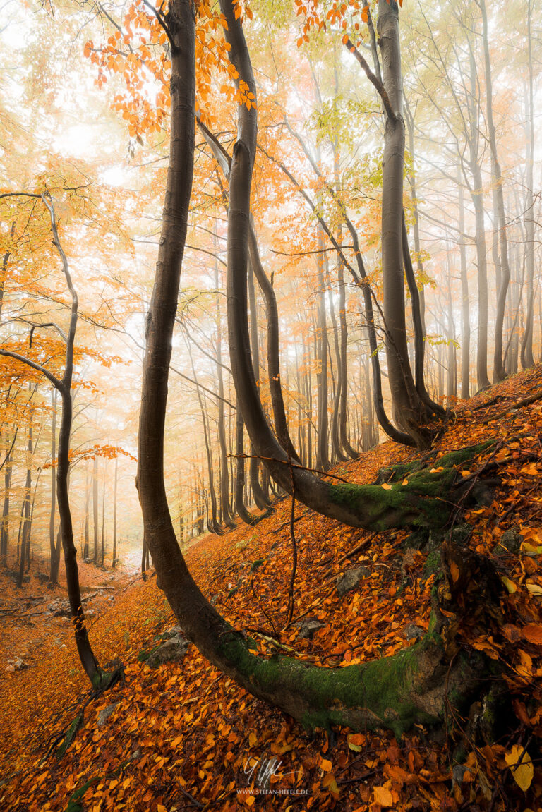 Carpathian Mountains