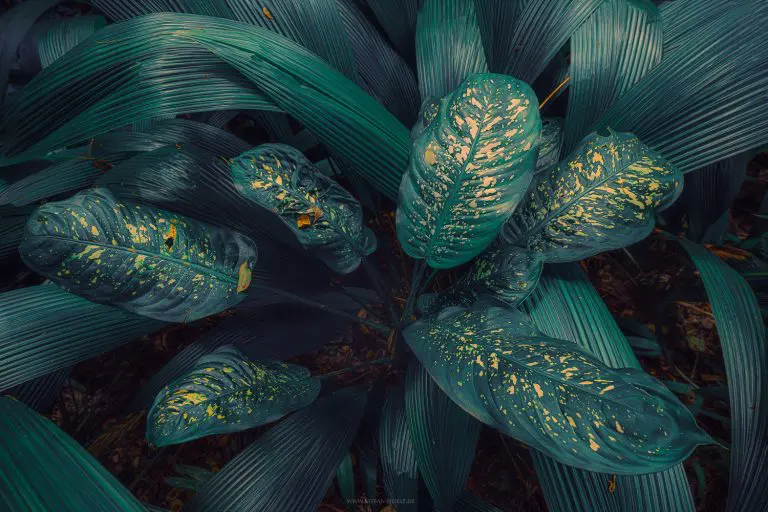 Tropical Foliage auf der Insel Mauritius