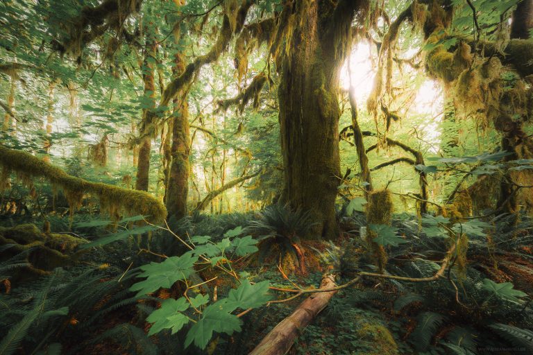 Wooden Tales - unglaubliche Waldszene im Olympic Nationalpark, Washington/USA