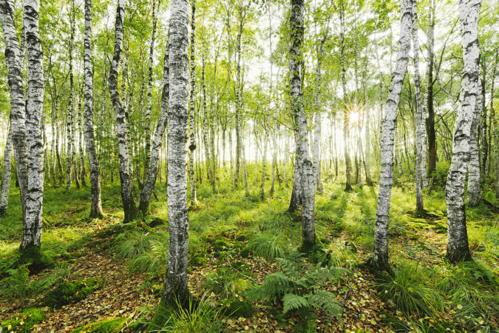 Birkenwald Landschaftsbild kaufen Stefan Hefele Fotografie