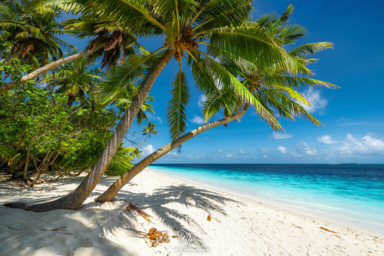 Coconut Heaven - Dream beach on the Maldives in North Nilandhe Atoll
