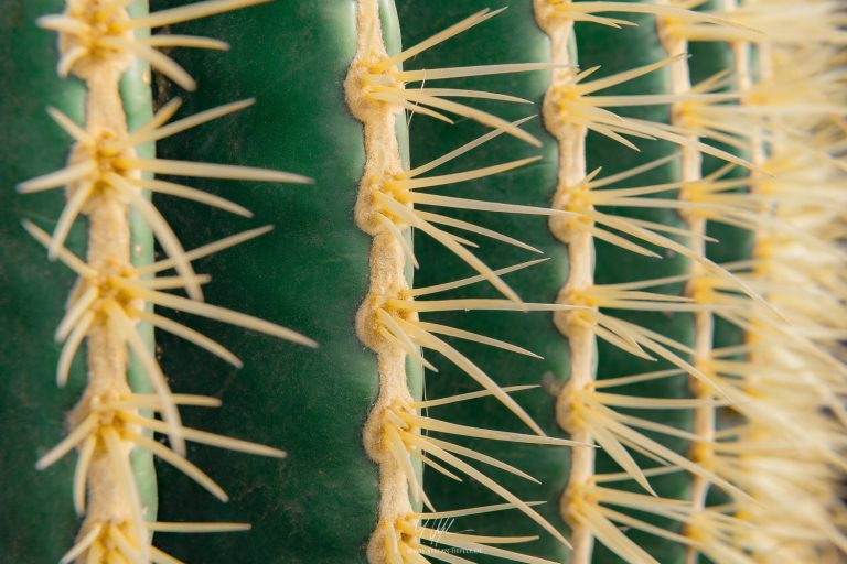 Cactus and Succulent Details on Lanzarote