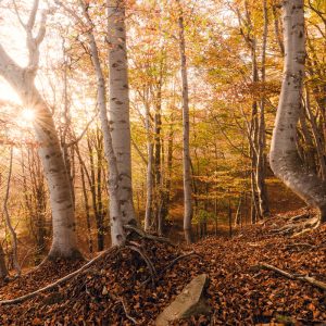 Autumnal beech forest on the edge of the tree line in the Italian Alps on the edge of the wild Val Grande