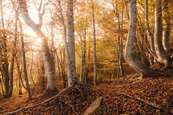 Herbstlicher Buchenwald am Rande der Baumgrenze in den italienischen Alpen am Rande des wilden Val Grande
