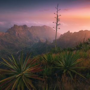 View early in the morning before sunrise into the green Paul Valley on the Cape Verde island of Santo Antao with large agaves in the foreground
