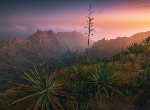 Blick früh Morgens vor Sonnenaufgang ins grüne Paul Tal auf der Kap Verden Insel Santo Antao mit großen Agaven im Vordergrund