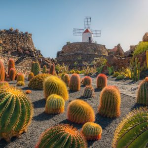 Cactus Garden - Jardin de Cactus on Lanzarote / Canary Islands with Windmill