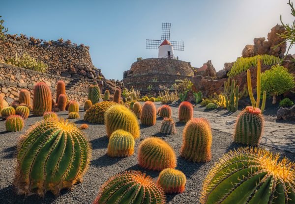 Cactus Garden - Jardin de Cactus on Lanzarote / Canary Islands with Windmill