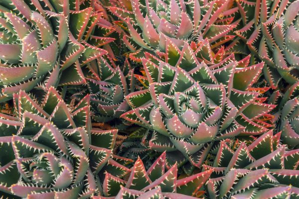 Kaktus- und Sukkulentendetails auf Lanzarote