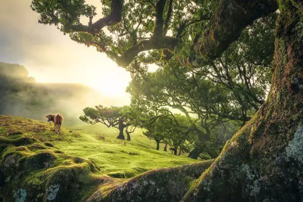 Goldene Morgenstunde im Lorbeerwald von Fanal auf Madeira mit Kuh und bemoosten Baum
