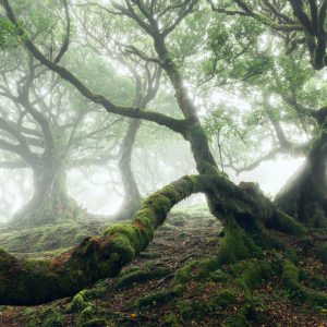 Misty Beasts - Gnarled Laurel Trees in the Fantastic Forest of Fanal in Madeira