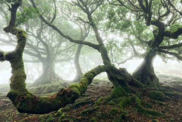 Nebelwesen - Knorrige Lorbeerbäume im fantastischen Wald von Fanal auf Madeira