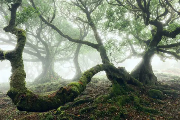 Nebelwesen - Knorrige Lorbeerbäume im fantastischen Wald von Fanal auf Madeira