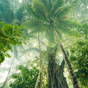 Tropical vegetation in the Maldives in North Nilandhe Atoll in the magical light