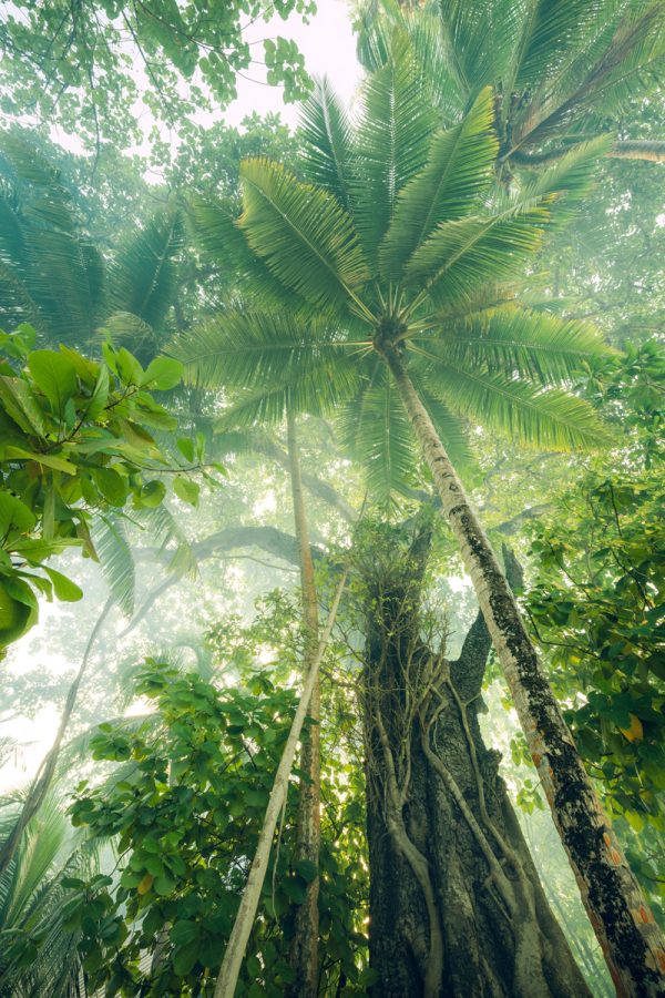 Tropical vegetation in the Maldives in North Nilandhe Atoll in the magical light