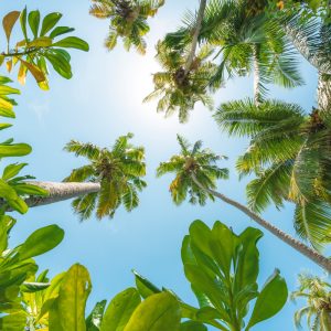 View of the blue tropical sky through a green canopy with coconut palms and sun star