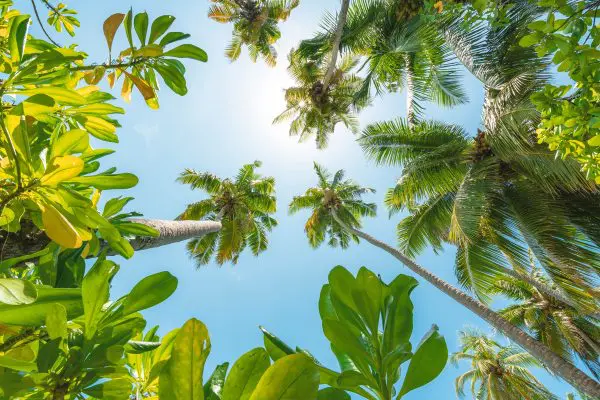 View of the blue tropical sky through a green canopy with coconut palms and sun star