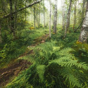 Magical birch forest in mystical mood in the fjords of Norway