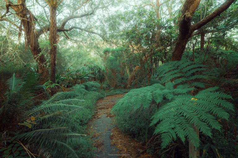 Wild forest in Reunion. Foret Bebour.