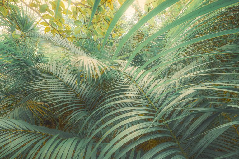 Tropical Foliage on Reunion Island